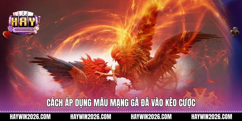 Cách áp dụng màu mạng gà đá vào kèo cược