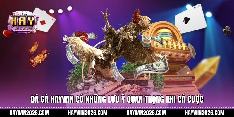 Đá gà Haywin có những lưu ý quan trọng khi cá cược