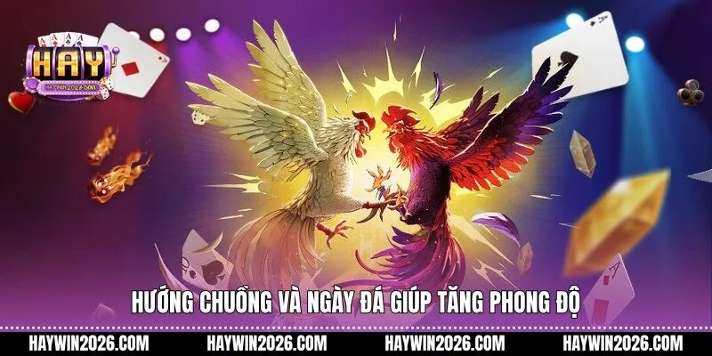 Hướng chuồng và ngày đá giúp tăng phong độ