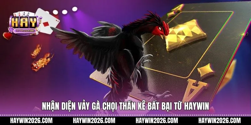 vảy gà chọi thần kê