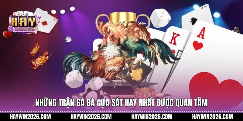 Những trận gà đá cựa sắt hay nhất được quan tâm