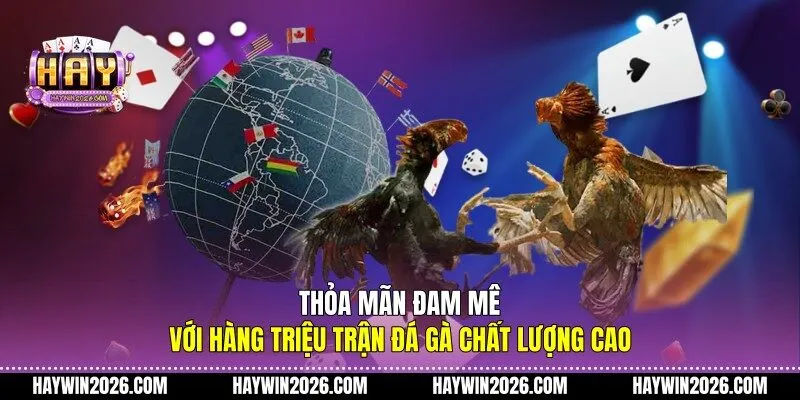 Thỏa mãn đam mê với hàng triệu trận đá gà chất lượng cao