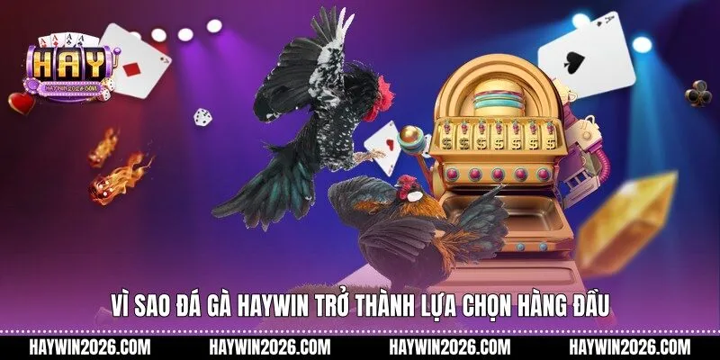 Vì sao đá gà Haywin trở thành lựa chọn hàng đầu