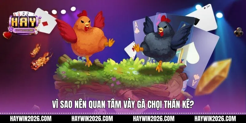 Vì sao nên quan tâm vảy gà chọi thần kê?